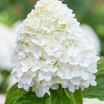 Hortenzia metlinatá (Hydrangea paniculata) ´LIVING SUGAR RUSH® by LIVING CREATIONS® - výška 100-120 cm, kont. C5L - NA KMIENKU